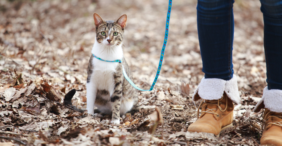 Cat on a lead
