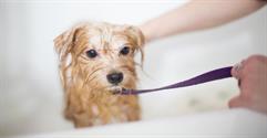 How to Run a Pet Grooming Business in the UK