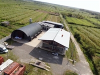 bay leaves production factory - 1