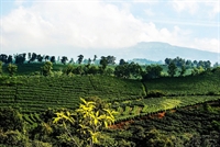 the best coffee farm - 1