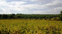 fantastic olive orchard vineyard - 2