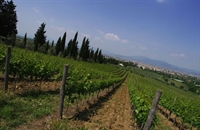 farm estate with vineyards - 3
