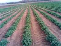 farm with development potential - 1