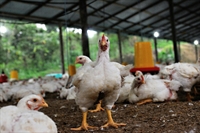 poultry farm with land - 1