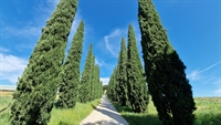 tuscany farm with land - 3