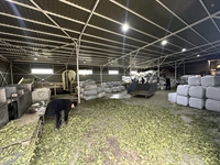 bay leaves production factory - 2