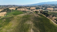 farm with vineyards tuscany - 2