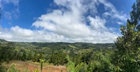 profitable established coffee farm - 3