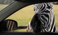 safari parkas fully operational - 1
