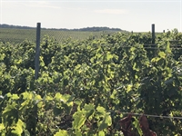 300ha vineyard romania urgent - 2