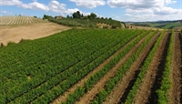 farm with vineyard montalcino - 3