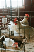 high-capacity poultry farm - 1