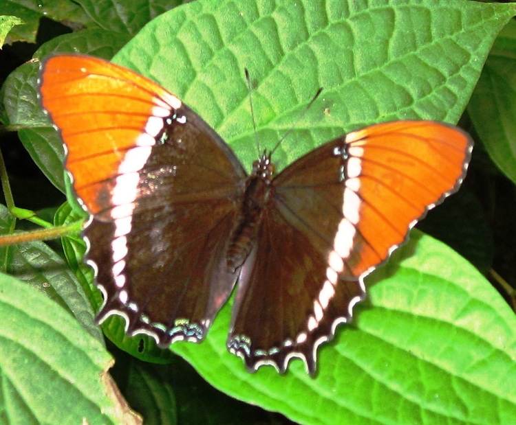 Buy a butterfly conservatory and nature exhibition business