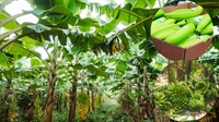 turnkey banana farm prime - 1