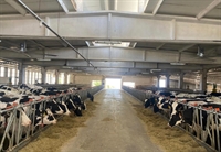 licensed cattle farm balikesir - 3