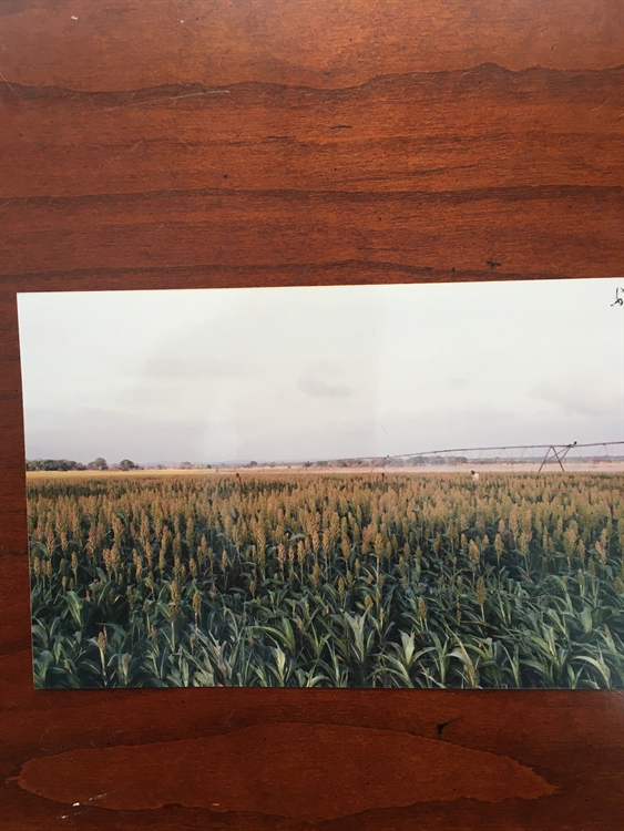 Buy a fertile 2,600 acre farm, 350.00 per acre in bolivar for sale