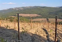 exclusive estate with vineyards - 3