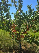 opportunity 115 hectares fruit - 1