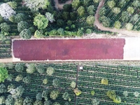 the best coffee farm - 2