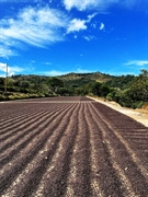 the best coffee farm - 3