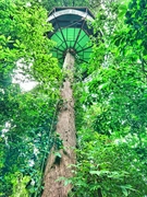 world's most amazing treehouse - 3