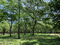 land to build hotel - 3