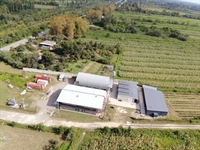 bay leaves production factory - 3