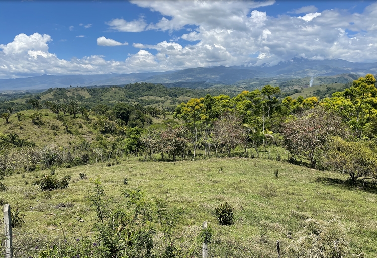 Buy an organic cacao farm in costa rica