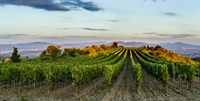 prestigious winery tuscany - 1