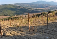 exclusive estate with vineyards - 1