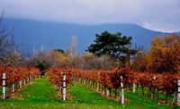 fantastic olive orchard vineyard - 1