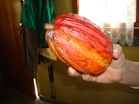 cacao farm teak plantation - 3