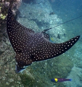 premier tour sailing snorkeling - 1