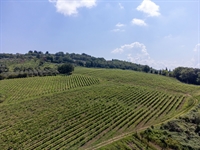 profitable wine estate florence - 2