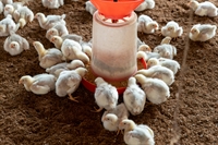 established poultry farming operation - 1