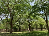 land to build hotel - 2
