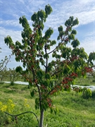 opportunity 115 hectares fruit - 2