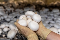 successful mushroom farm vvedenschina - 1