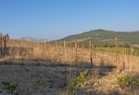 exclusive estate with vineyards - 2