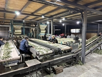 bay leaves production factory - 3