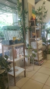 profitable wellness business tamarindo - 2