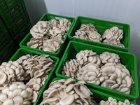 pleurotus ostreatus farm oyster - 2
