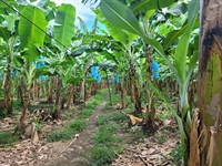 profitable banana farm for - 1