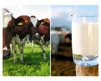 romanian milk dairy distribution - 1