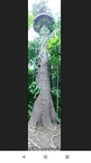 world's most amazing treehouse - 1