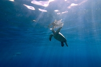 premier tour sailing snorkeling - 2