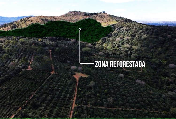 Buy a the best coffee farm in costa rica