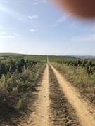 300ha vineyard romania urgent - 3