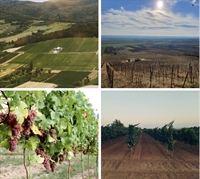 serbian vineyard winery - 1
