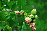60-ha italian hazelnuts production - 1